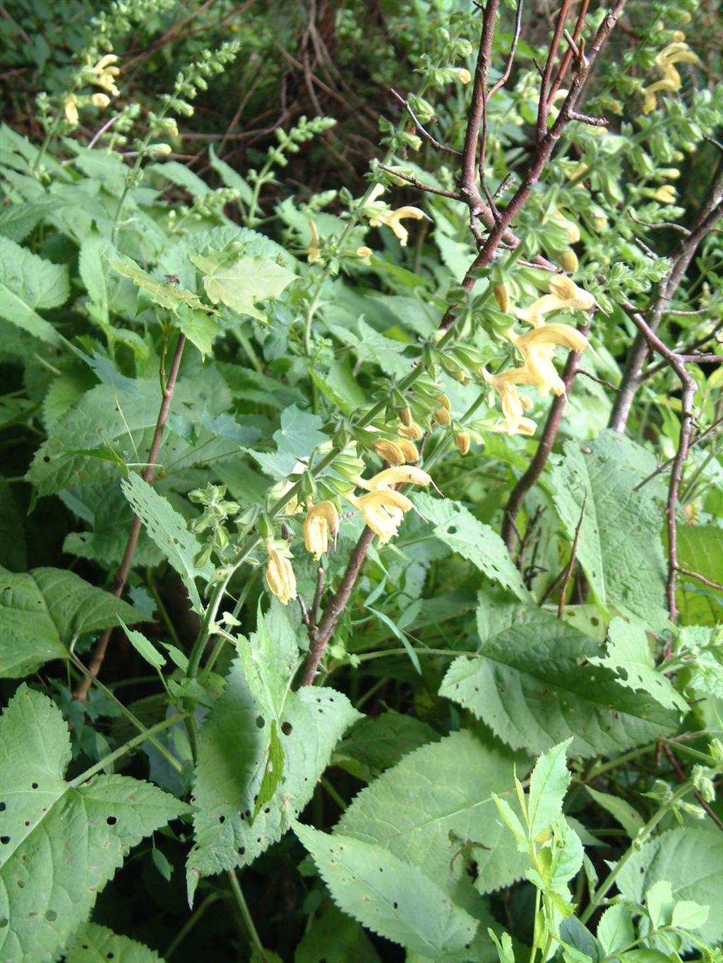 Salvia glutinosa (door Adrie van Heerden)