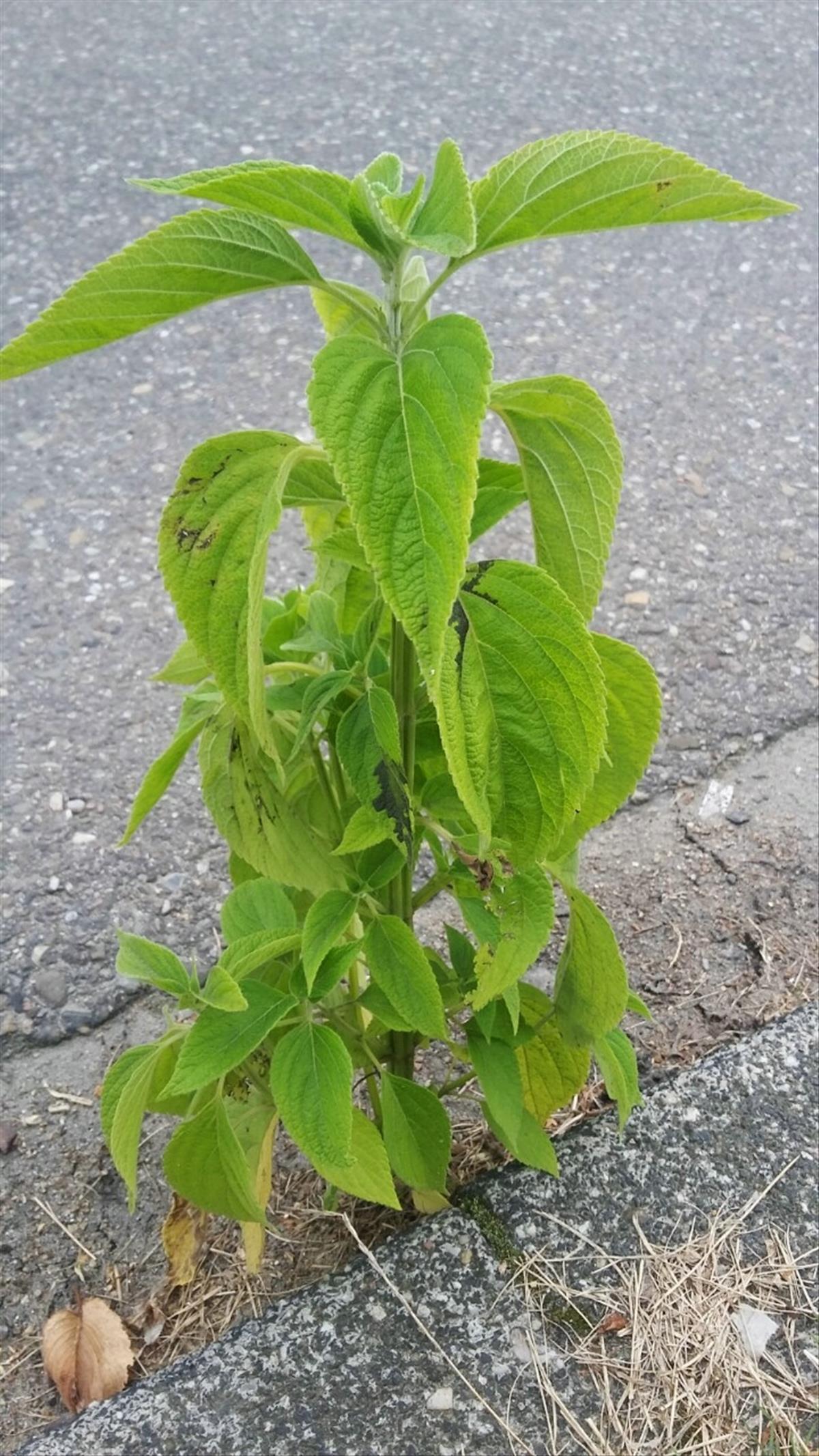 Salvia hispanica (door P.Korstanje)