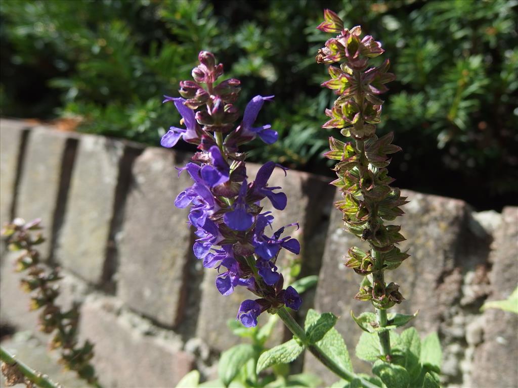 Salvia nemorosa (door Aad van Diemen)