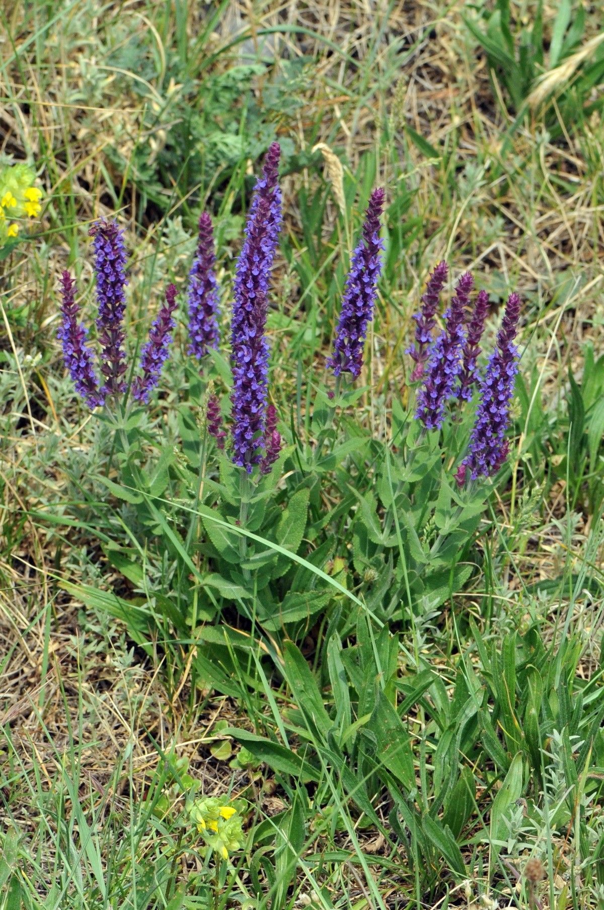 Salvia nemorosa (door Hans Toetenel)