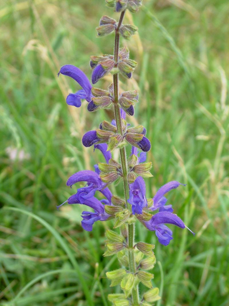 Salvia pratensis (door Adrie van Heerden)