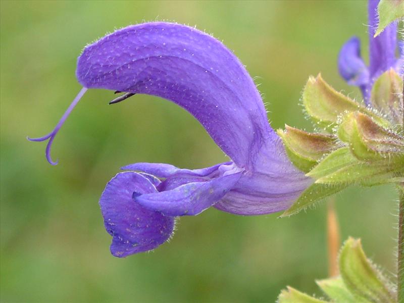 Salvia pratensis (door Adrie van Heerden)