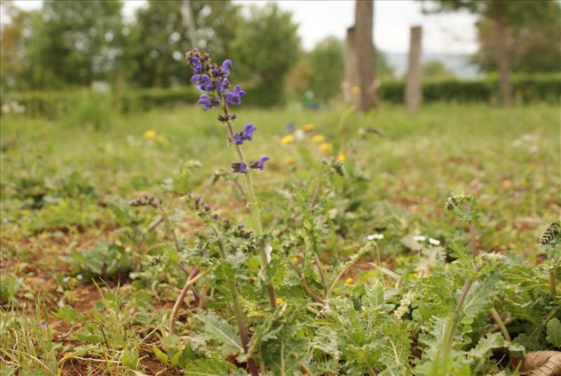 Salvia verbenaca (door Adrie van Heerden)