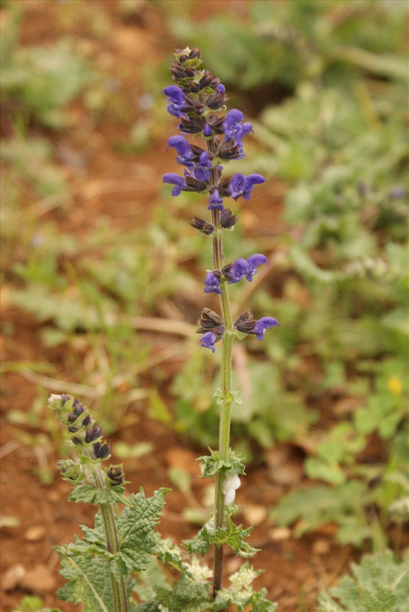 Salvia verbenaca (door Adrie van Heerden)