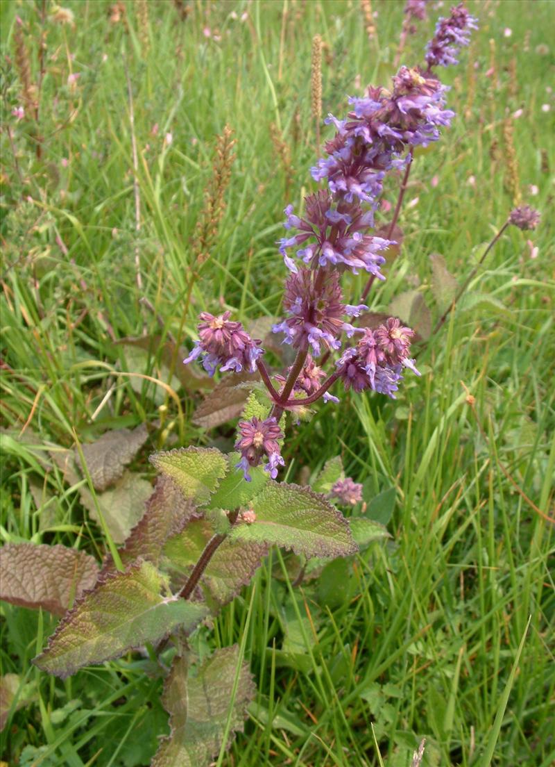 Salvia verticillata (door Adrie van Heerden)