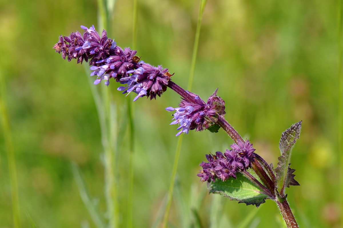 Salvia verticillata (door Willie Riemsma)