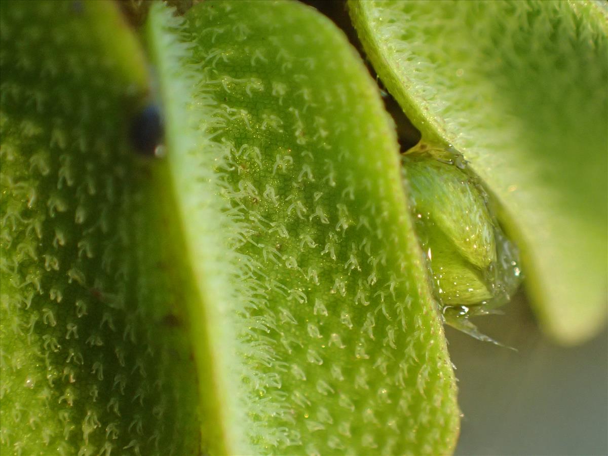 Salvinia natans (door Adrie van Heerden)