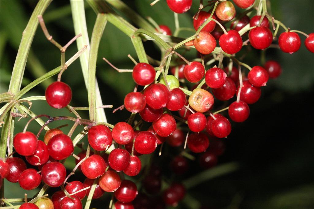 Sambucus canadensis (door Rutger Barendse)