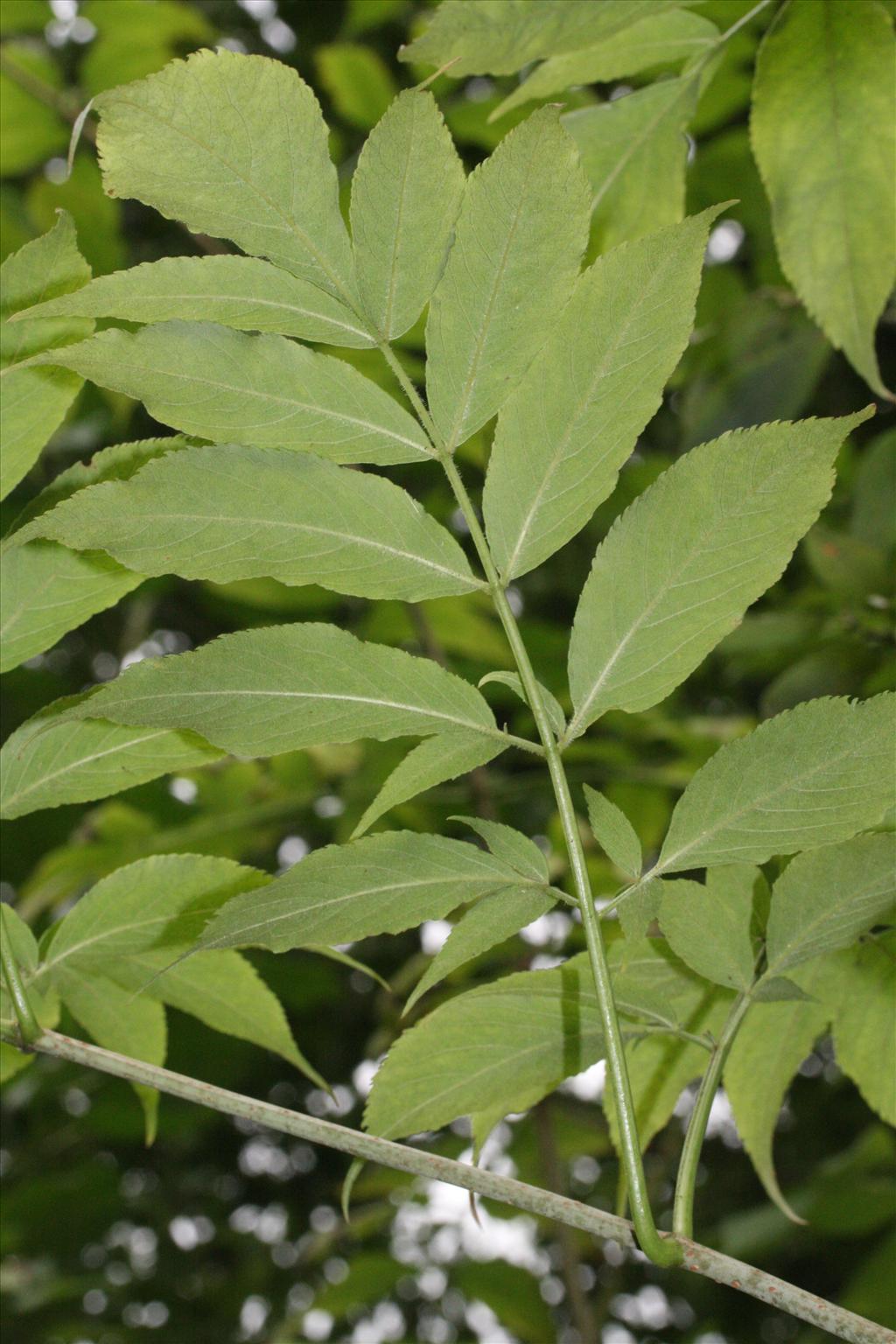 Sambucus canadensis (door Rutger Barendse)