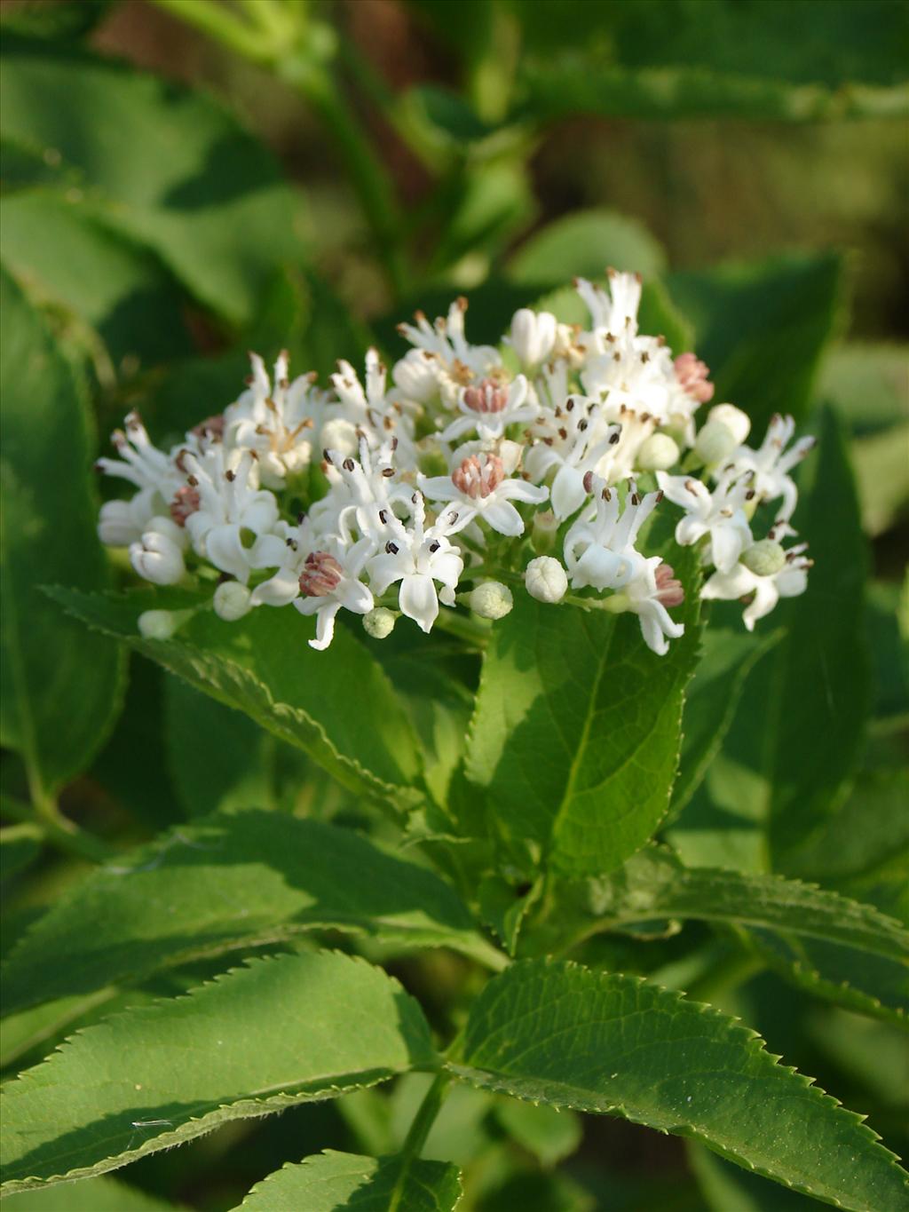 Sambucus ebulus (door Adrie van Heerden)