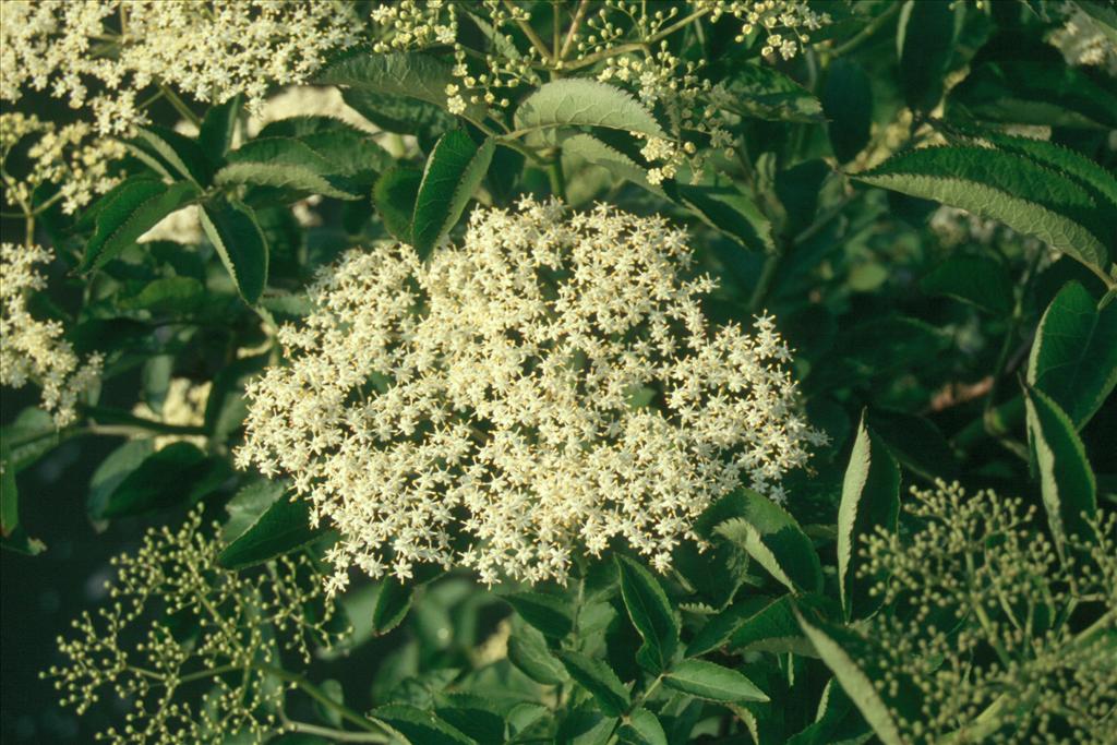 Sambucus nigra (door Adrie van Heerden)