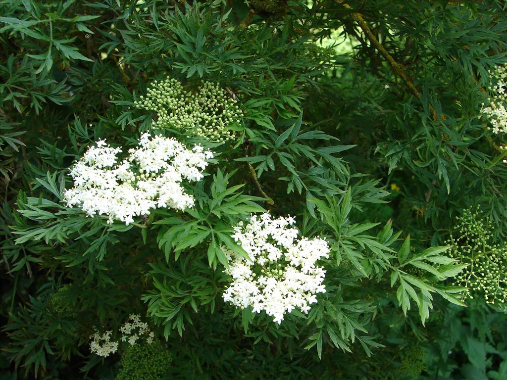 Sambucus nigra 'Laciniata' (door Adrie van Heerden)