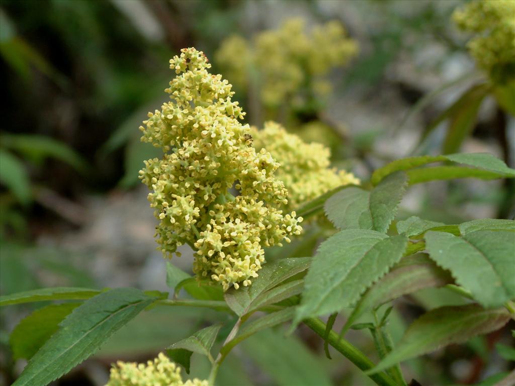 Sambucus racemosa (door Adrie van Heerden)