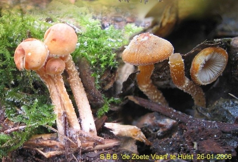 Cystoderma simulatum (door Lucien Noens)