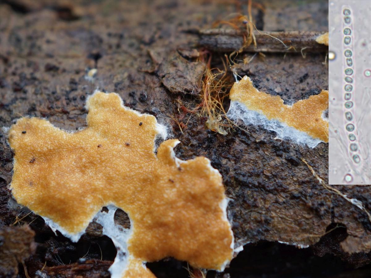 Protocrea delicatula (door Marian Jagers-Dikmans)