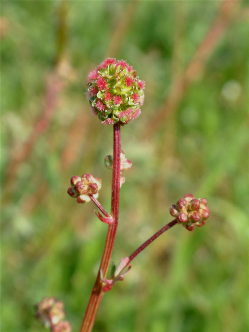 Poterium sanguisorba (door Adrie van Heerden)