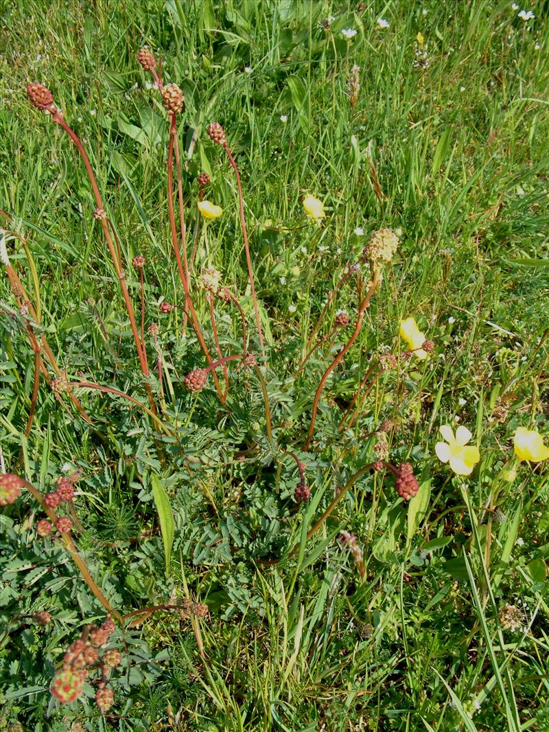 Poterium sanguisorba (door Adrie van Heerden)