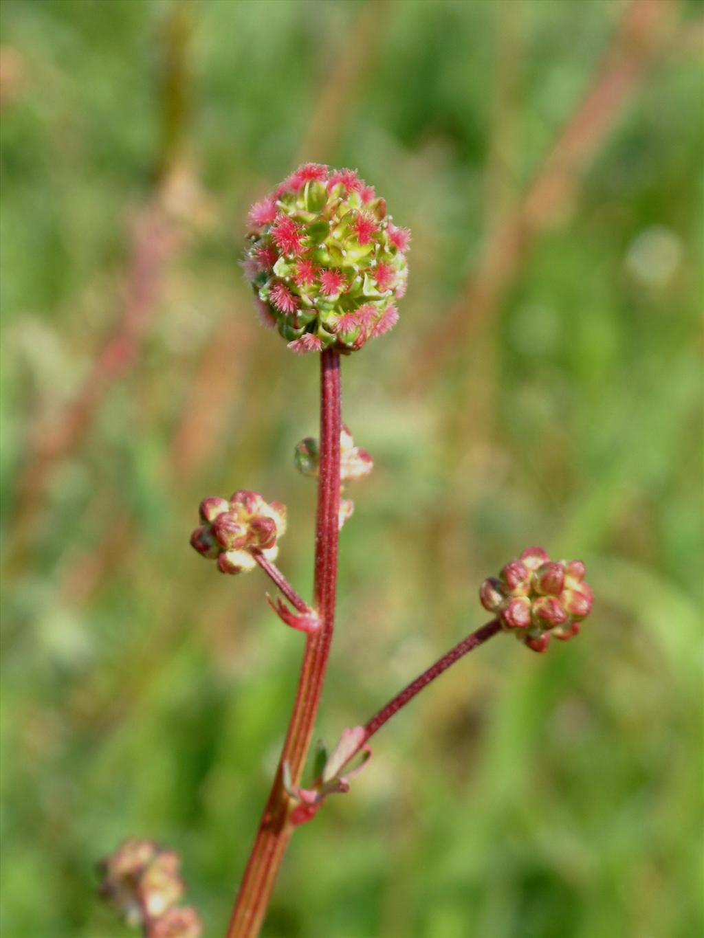 Poterium sanguisorba subsp. sanguisorba (door Adrie van Heerden)