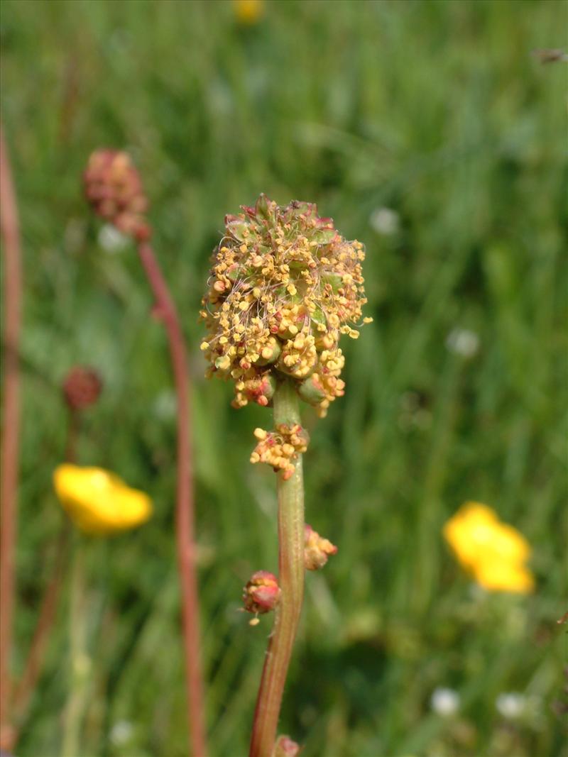 Poterium sanguisorba (door Adrie van Heerden)