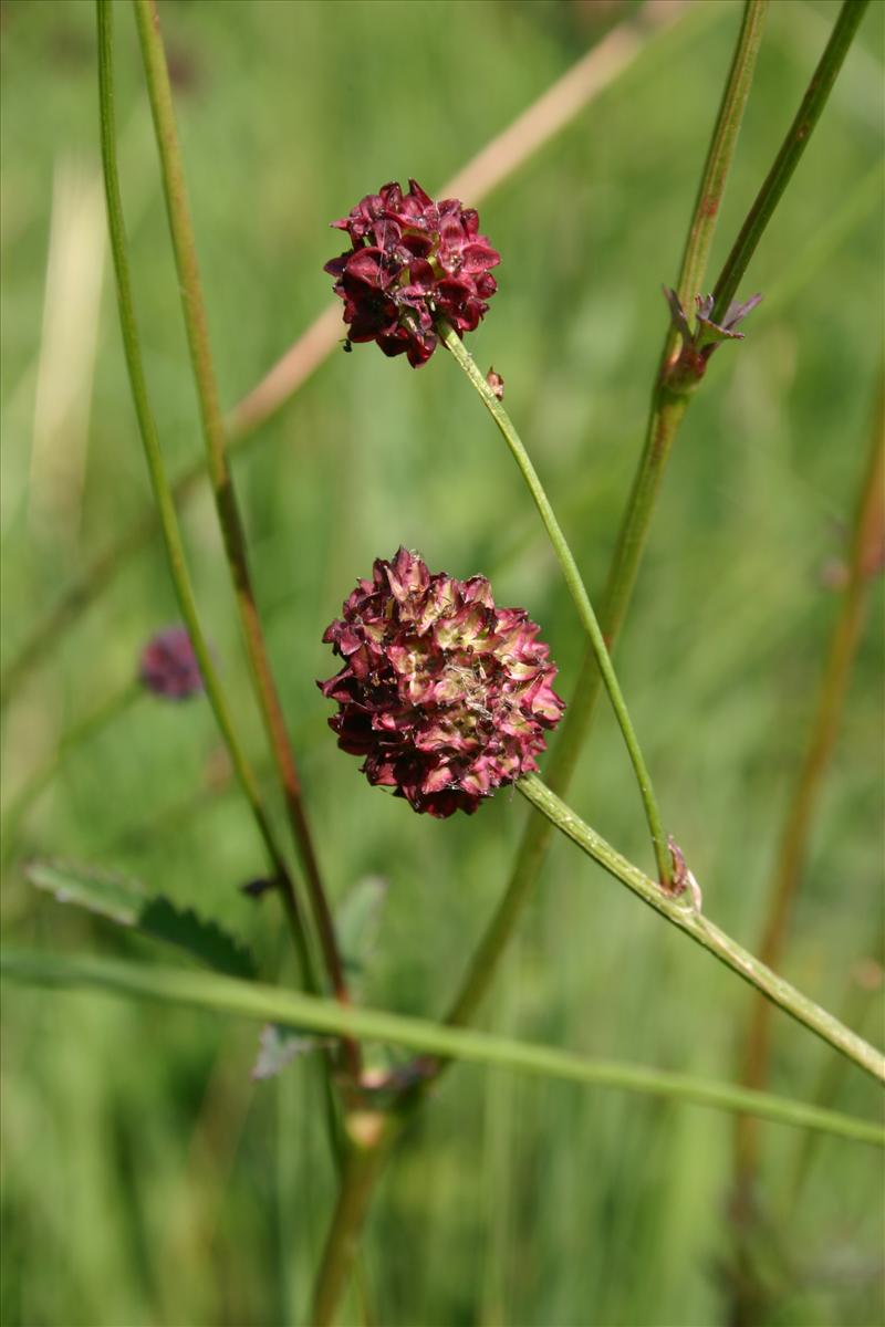 Sanguisorba officinalis (door Niels Jeurink)