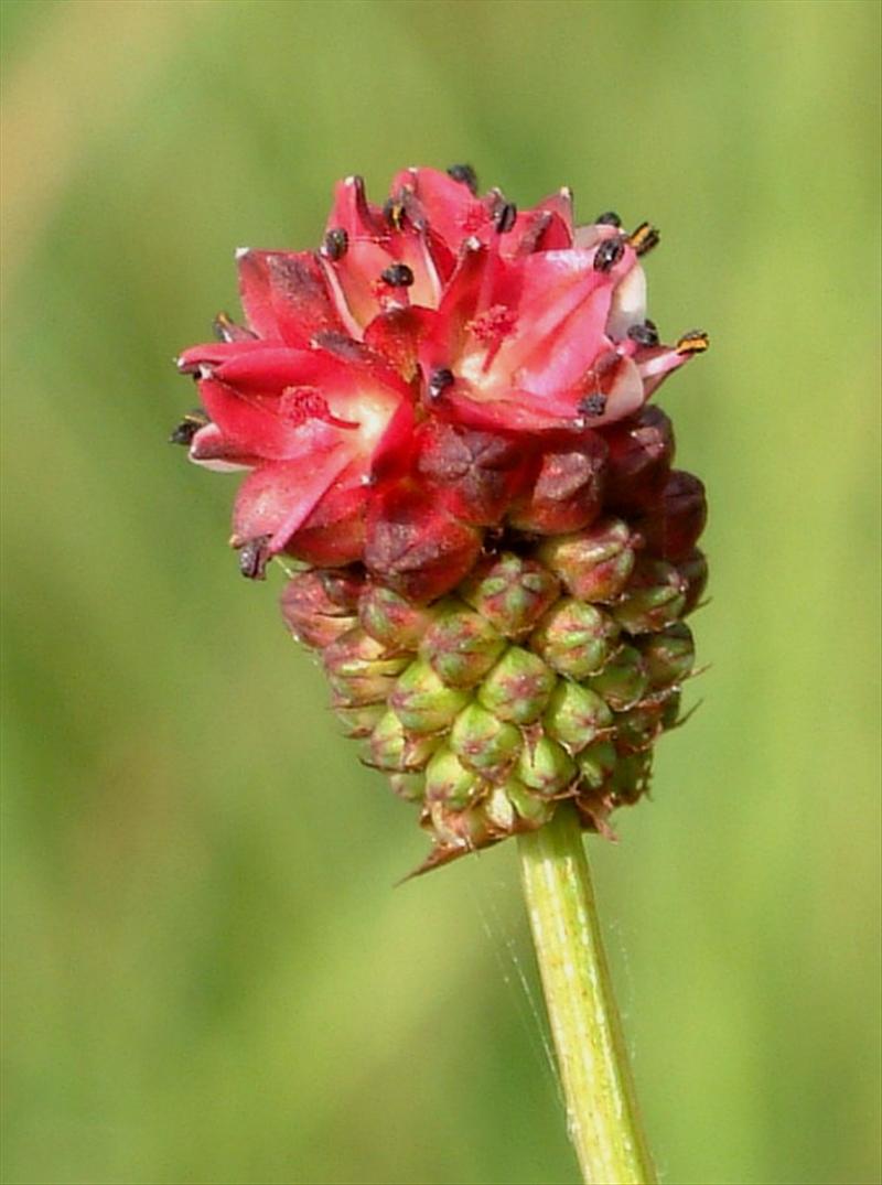 Sanguisorba officinalis (door Adrie van Heerden)