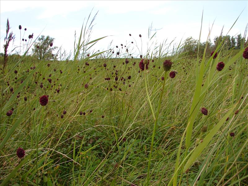 Sanguisorba officinalis (door Adrie van Heerden)