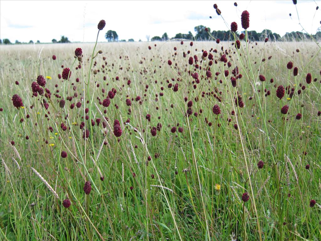 Sanguisorba officinalis (door Piet Bremer )