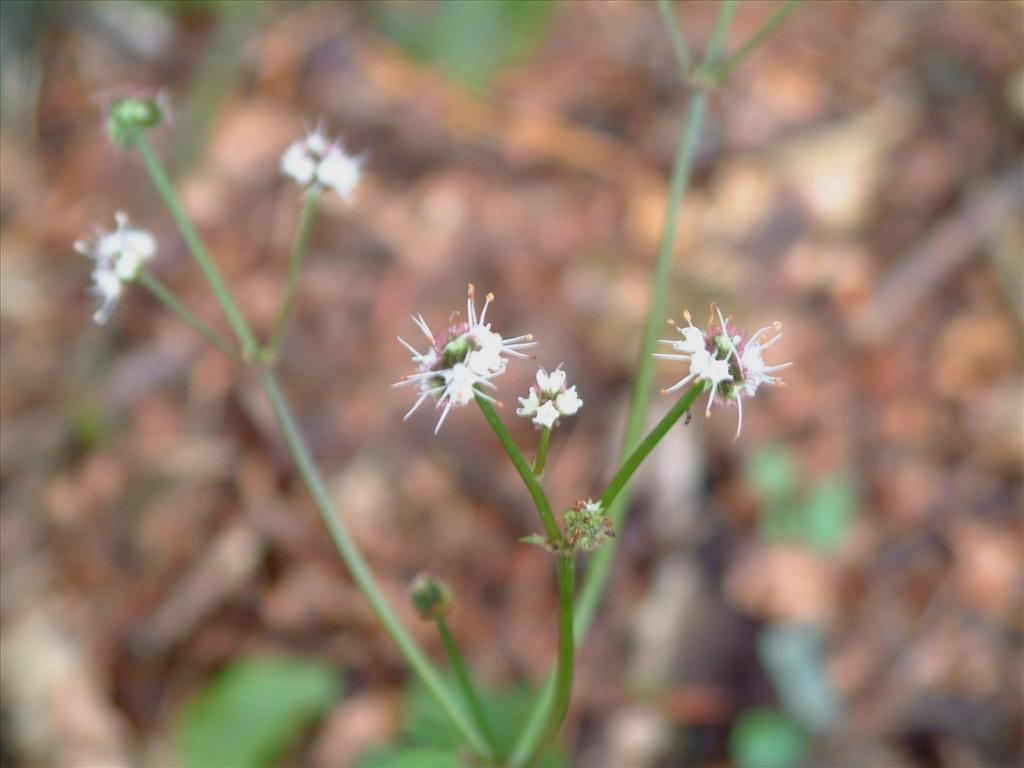 Sanicula europaea (door Adrie van Heerden)