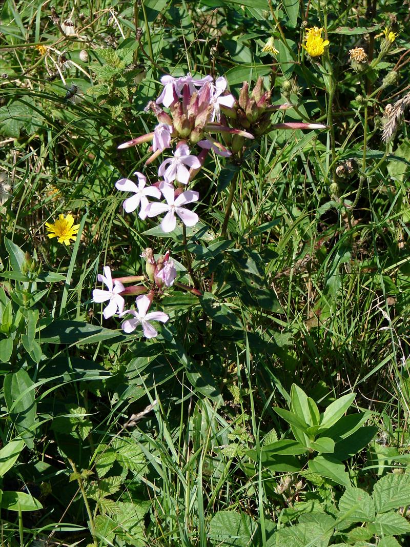 Saponaria officinalis (door Adrie van Heerden)