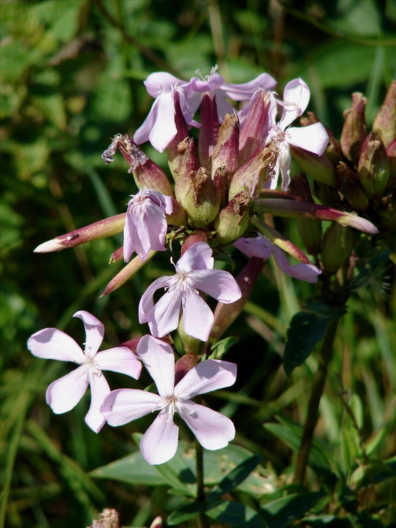 Saponaria officinalis (door Adrie van Heerden)