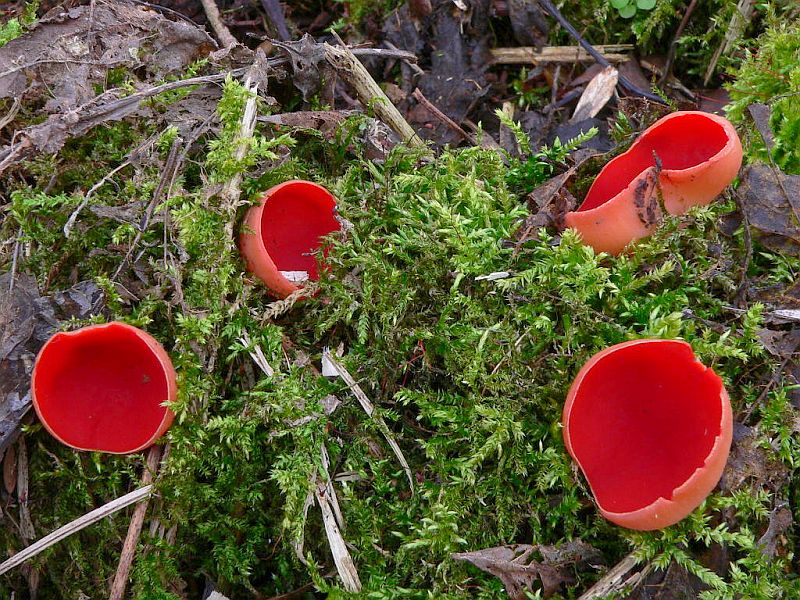 Sarcoscypha austriaca (door Hans Meulenbelt)