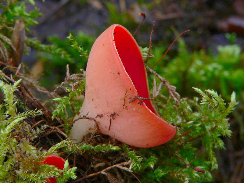 Sarcoscypha austriaca (door Hans Meulenbelt)