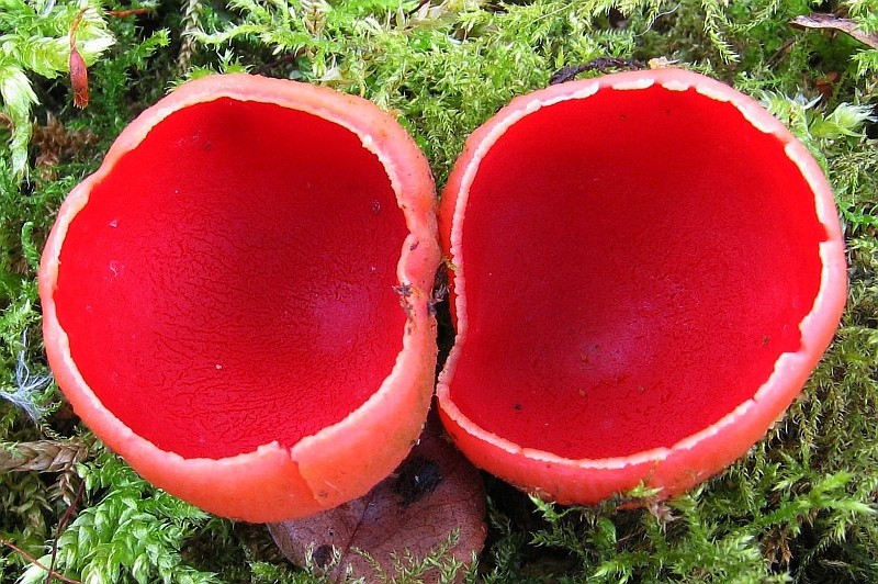 Sarcoscypha coccinea (door Gio van Bernebeek)