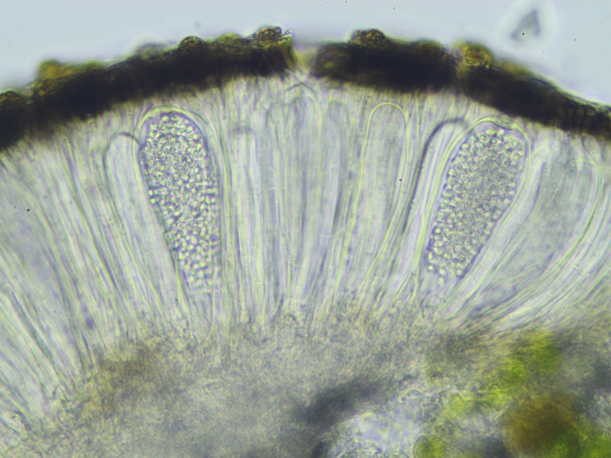 Sarcogyne pruinosa (door Henk-Jan van der Kolk)