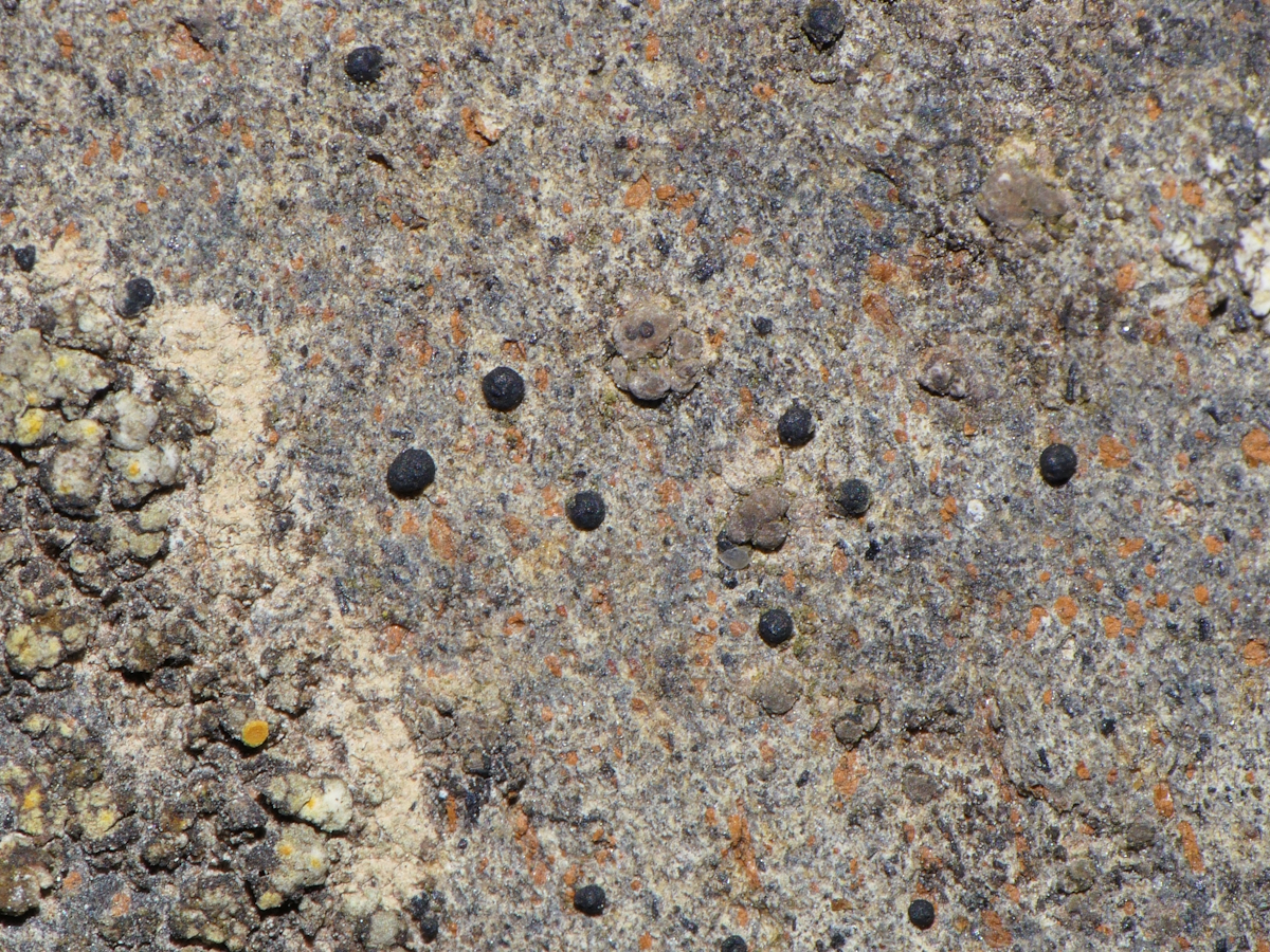 Sarcopyrenia beckhausiana (door Henk-Jan van der Kolk)