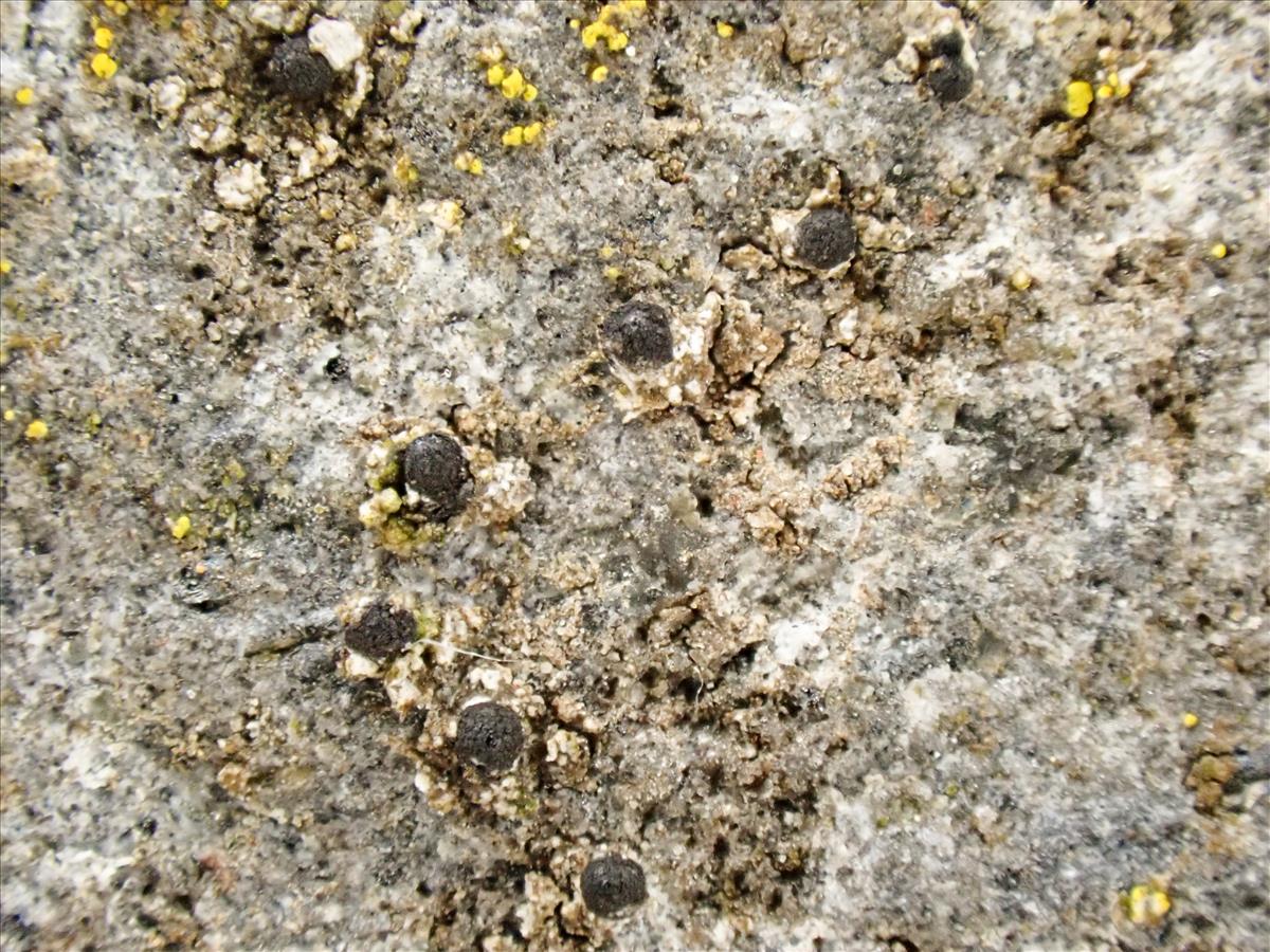 Sarcopyrenia cylindrospora (door Arne van Wingerden)