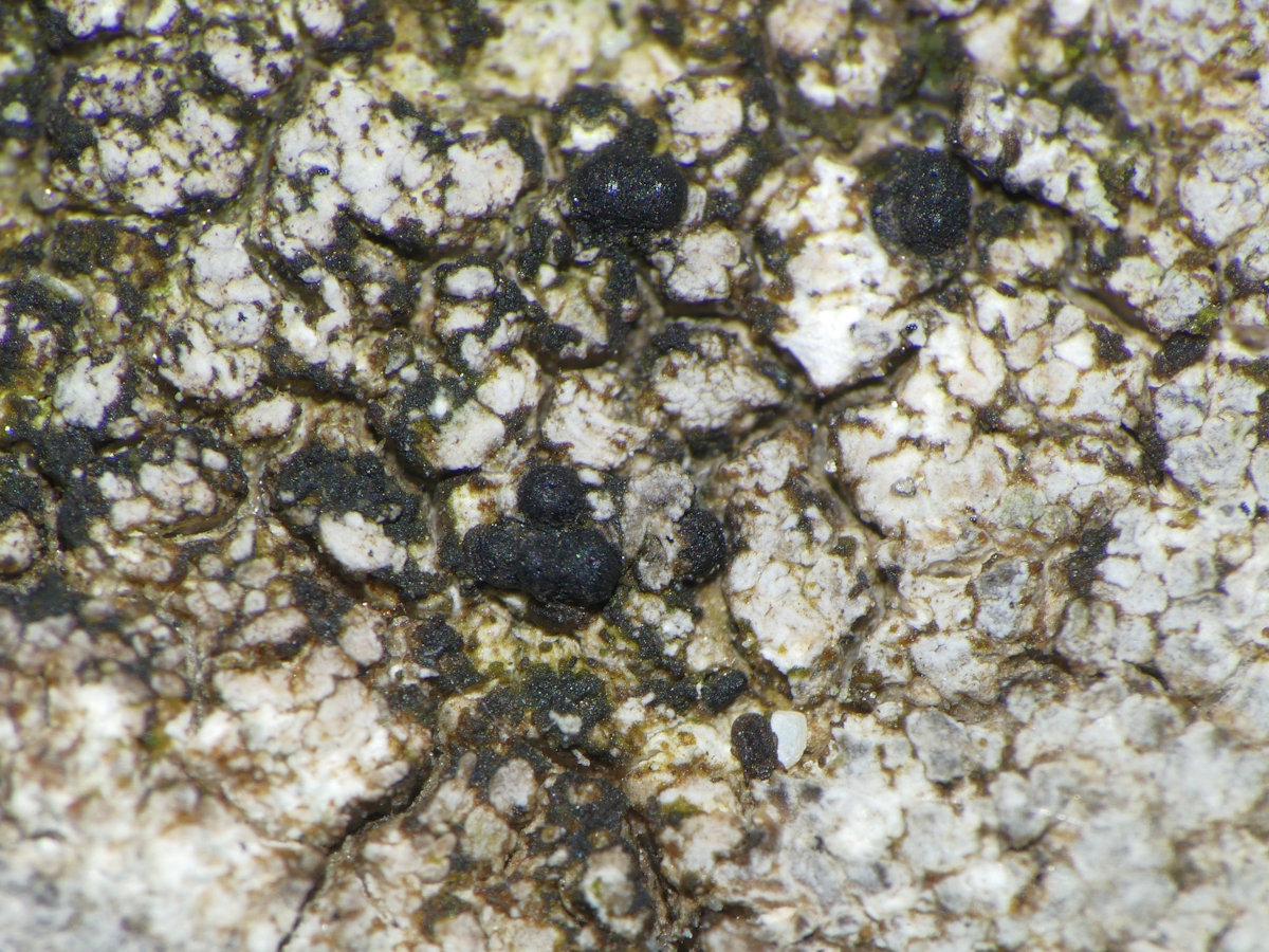 Sarcopyrenia cylindrospora (door Henk-Jan van der Kolk)