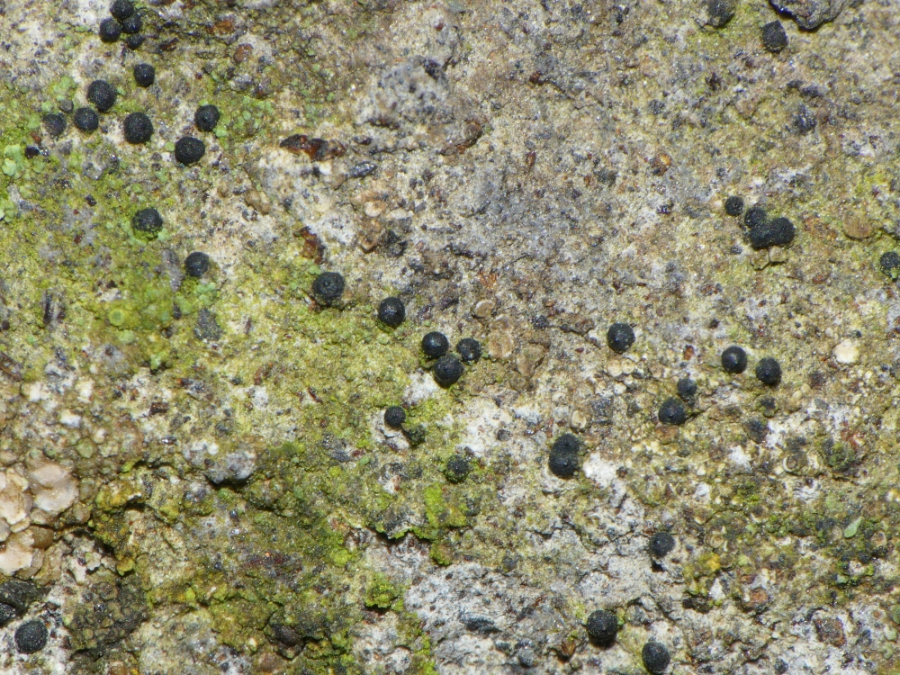 Sarcopyrenia gibba (door Henk-Jan van der Kolk)