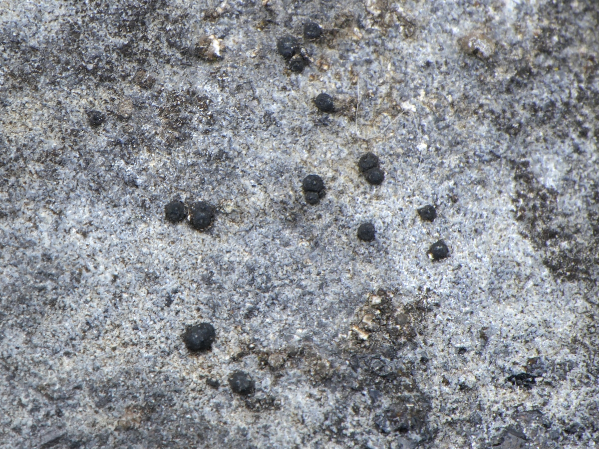Sarcopyrenia gibba (door Henk-Jan van der Kolk)
