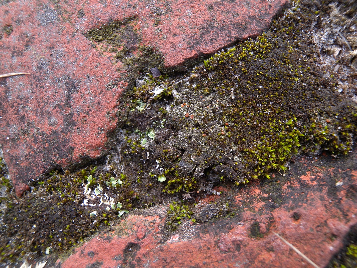 Sarcosagium campestre (door Hans Toetenel)