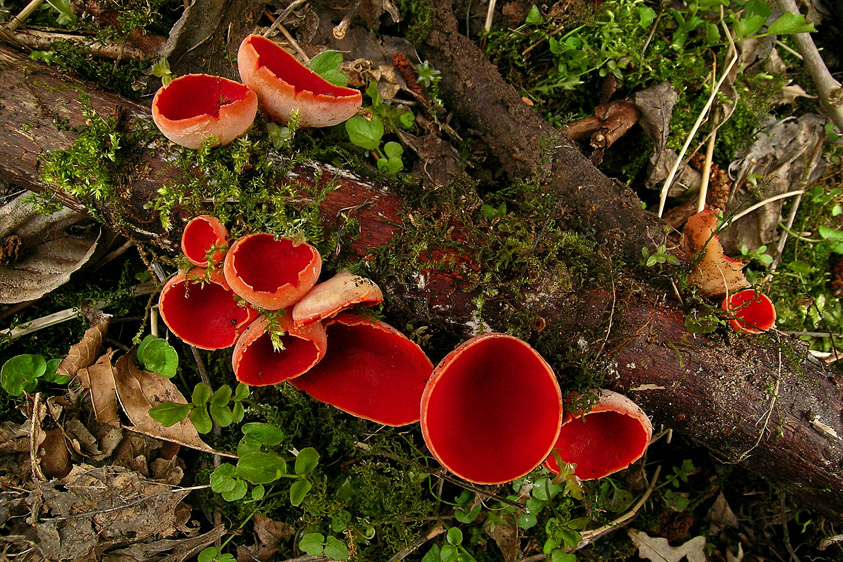 Sarcoscypha austriaca (door Henk Huijser)