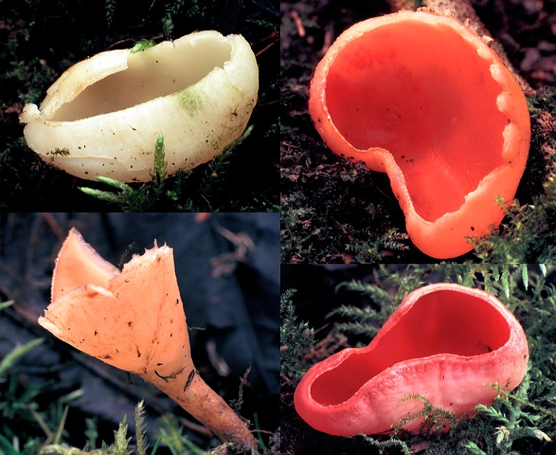 Sarcoscypha coccinea (door Leo Knol)