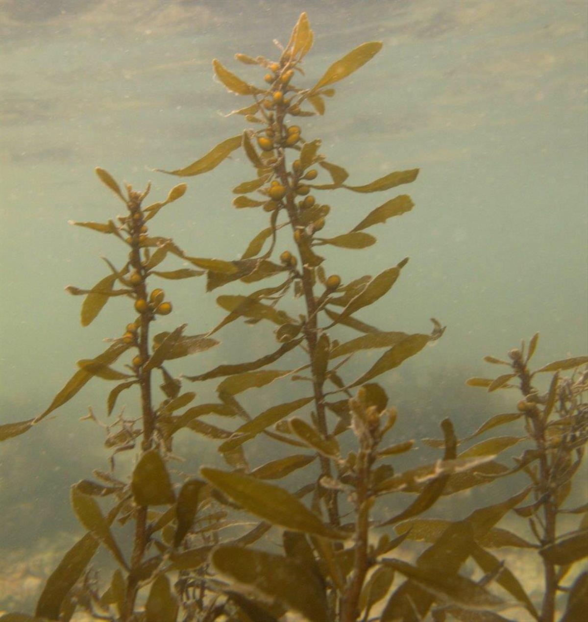 Sargassum muticum (door Mart Karremans)