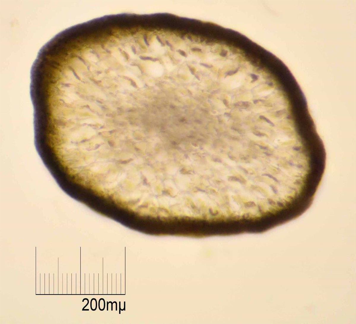 Sargassum muticum (door Mart Karremans)