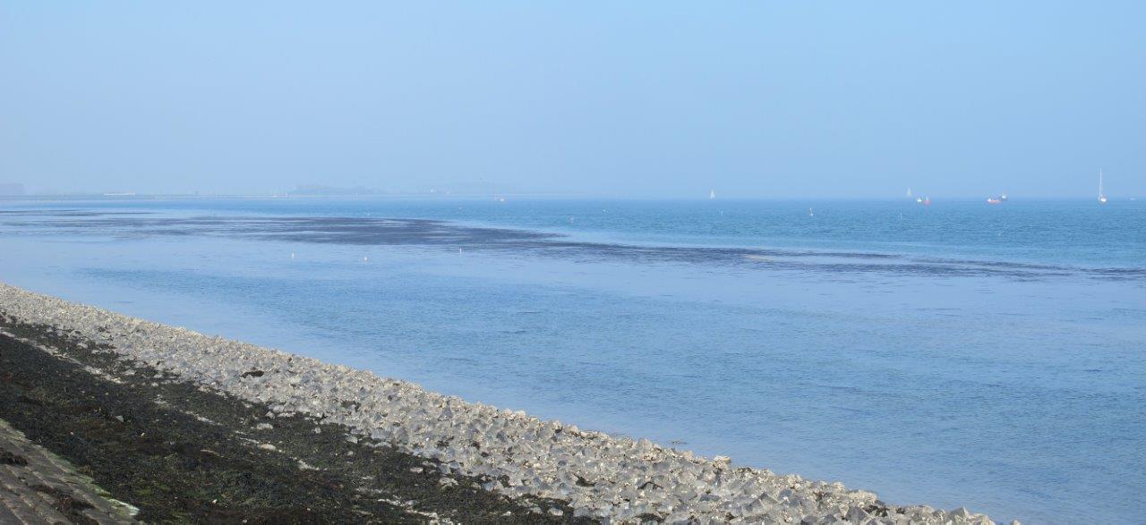 Sargassum muticum (door Mart Karremans)