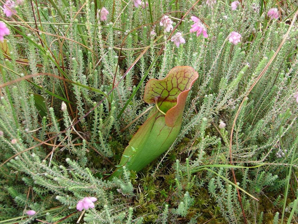Sarracenia purpurea (door Adrie van Heerden)