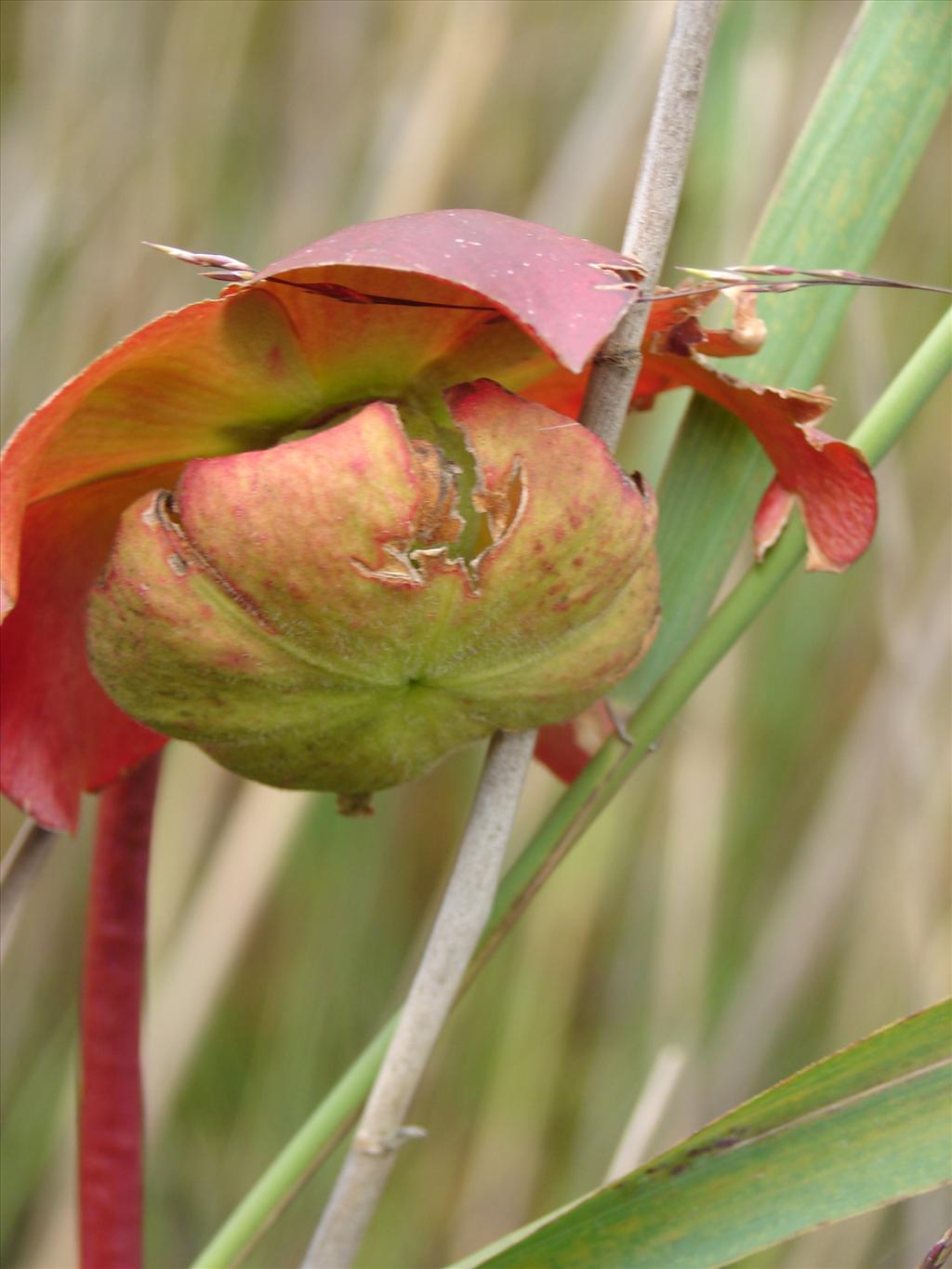 Sarracenia purpurea (door Adrie van Heerden)