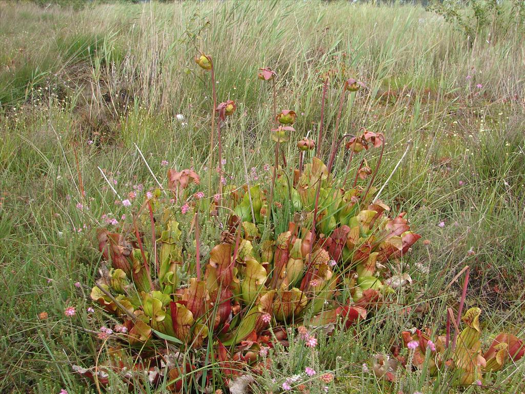 Sarracenia purpurea (door Adrie van Heerden)