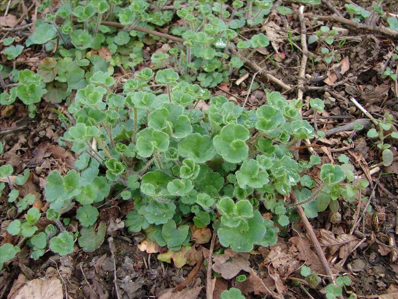 Saxifraga granulata (door Adrie van Heerden)