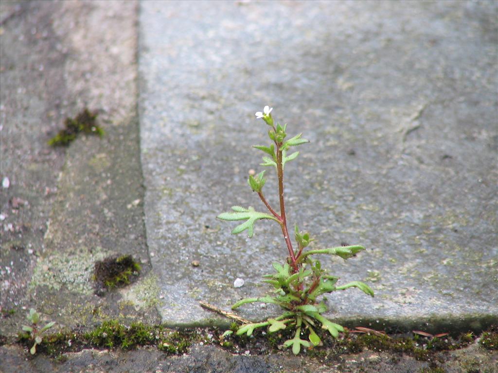 Saxifraga tridactylites (door Pieter Stolwijk)